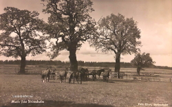 Motiv från Strömsholm