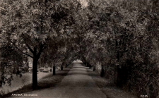 Arvika Silverallen Arvika Silverallen