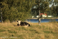 Brogårdsko