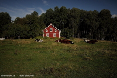 Lindesjön runt, koåskådare