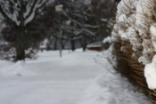 Snöbuske Snöbuske