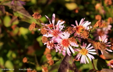 Ljuslila Blommor