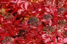 En torr blomma En torr blomma