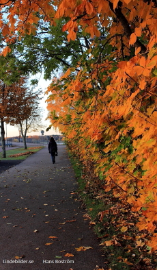 Leia på promenad