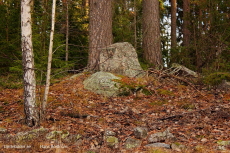 Sten i skogen Sten i skogen