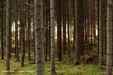 Solen i Sällingeskogen Solen i Sällingeskogen