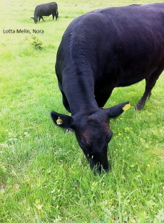 Järle kon, Aberdeen Angus