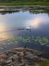 Änder och svanar i sjön