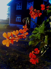 Blommor vid ingången i Nora