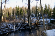 Skogen