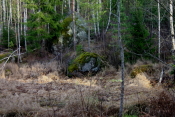 Skogen i Sällinge