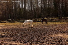 En brun och en vit