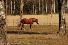 Framåt