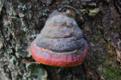 Svampen Svampen