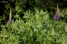 Blomsterängen