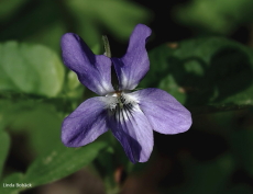 En blå blomma