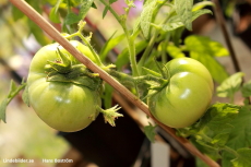 Green Tomatoes