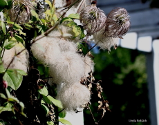 Blommor Blommor
