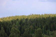 Siggebohytteskogen