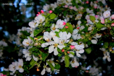 Äppelträdsblommor