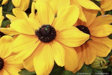 2 gröna flugor på en gul blomma