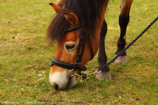 Gräsklipparhästen