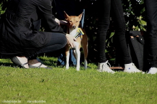 12 ben och en hund 12 ben och en hund