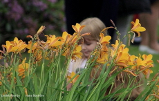 Ibland kommer blommorna först