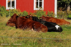 Kogänget på matrast