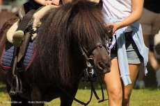 Borde klippa luggen