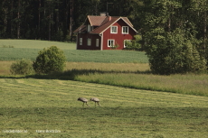 Ryas fältätare