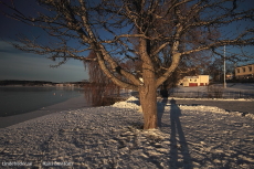 Strandpromenaden och Trädet