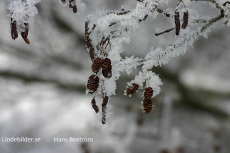 Natur Natur
