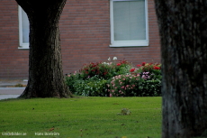 Lindesberg, Kristinavägen Träd och Blommor