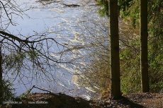 Skog o Vatten