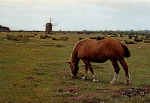 Öland Ardennerhäst