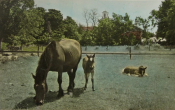 Öland Hästar Öland Hästar