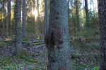 Lindesberg, Lindesjön runt, Gravid tall...hmmm