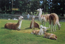 Eskilstuna, Parken Zoo, Lamadjur