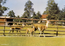 Eskilstuna, Parken Zoo, Lamadjur