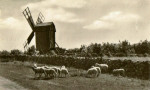 Öland Väderkvarn 1950