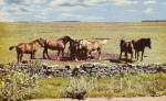 Öland Alvaret 1953 Öland Alvaret 1953