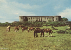 Öland Slottsruinen 1963 Öland Slottsruinen 1963