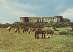 Öland Slottsruinen 1963