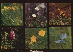 ÖlandsBlommor ÖlandsBlommor