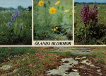 Öland Blommor 1982 Öland Blommor 1982