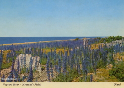 Öland, Neptuni åkrar, Visar platsen för Fornlämning, Forgallaskeppet 1971 Öland, Neptuni åkrar, Visar platsen för Fornlämning, Forgallaskeppet 1971