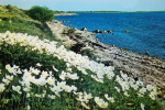 Öland, Kalmarslund Tovsippor Öland, Kalmarslund Tovsippor