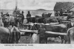 Öland, Torgdag vid Alfvidsjöbodar 1905 Öland, Torgdag vid Alfvidsjöbodar 1905