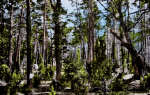 Öland, Borgholm Trollskogen Öland, Borgholm Trollskogen